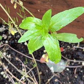 Photo of the plant species Square-Stemmed Willowherb by @GreatestRockfig named Ronaldo on Greg, the plant care app