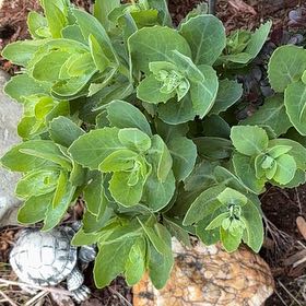 Photo of the plant species Witch's Moneybags by @GreatestRockfig named Dax on Greg, the plant care app