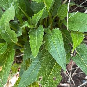 Photo of the plant species Purple Coneflower by @GreatestRockfig named Huckleberry Fern on Greg, the plant care app