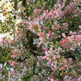 Photo of the plant species Japanese Barberry by @GreatestRockfig named Zion on Greg, the plant care app