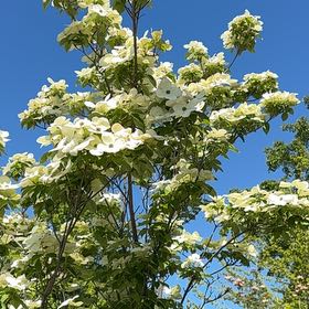 Photo of the plant species Mexican Flowering Dogwood by @GreatestRockfig named Nemo on Greg, the plant care app