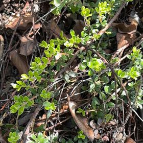 Photo of the plant species Kinnikinnick by @GreatestRockfig named Taylor Swift on Greg, the plant care app