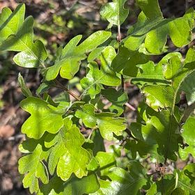 Photo of the plant species Downy Oak by @GreatestRockfig named Sir Plancelot on Greg, the plant care app