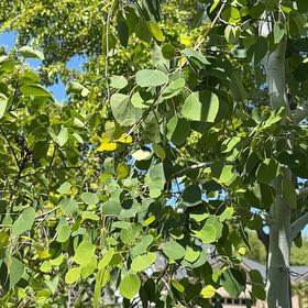 Photo of the plant species Quaking Aspen by @GreatestRockfig named Bruce Lee on Greg, the plant care app