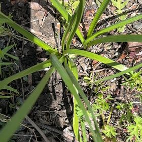 Photo of the plant species Onion Weed by @GreatestRockfig named Athena on Greg, the plant care app