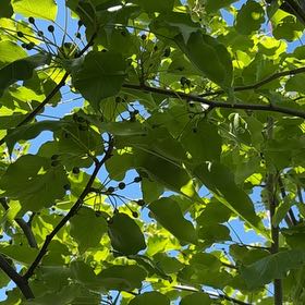 Photo of the plant species Empress Tree by @GreatestRockfig named Leaf Erickson on Greg, the plant care app
