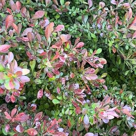 Photo of the plant species Japanese Barberry by @GreatestRockfig named Achilles on Greg, the plant care app