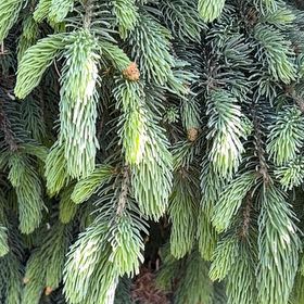 Photo of the plant species Sitka Spruce by @GreatestRockfig named Beyonce on Greg, the plant care app