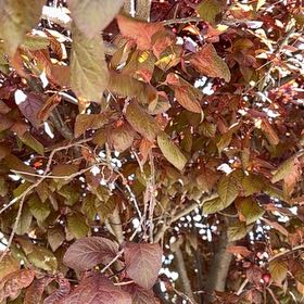 Photo of the plant species Cherry Plum by @GreatestRockfig named Luna on Greg, the plant care app
