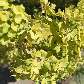 Photo of the plant species Albanian Spurge by @GreatestRockfig named Maya on Greg, the plant care app