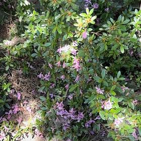 Photo of the plant species Coast Rhododendron by @GreatestRockfig named Leonardo on Greg, the plant care app