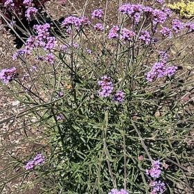 Photo of the plant species Tall Verbena by @GreatestRockfig named Walt on Greg, the plant care app