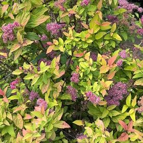 Photo of the plant species Japanese Meadowsweet by @GreatestRockfig named Surya on Greg, the plant care app