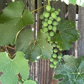 Photo of the plant species Wine Grape by @GreatestRockfig named Rosa on Greg, the plant care app