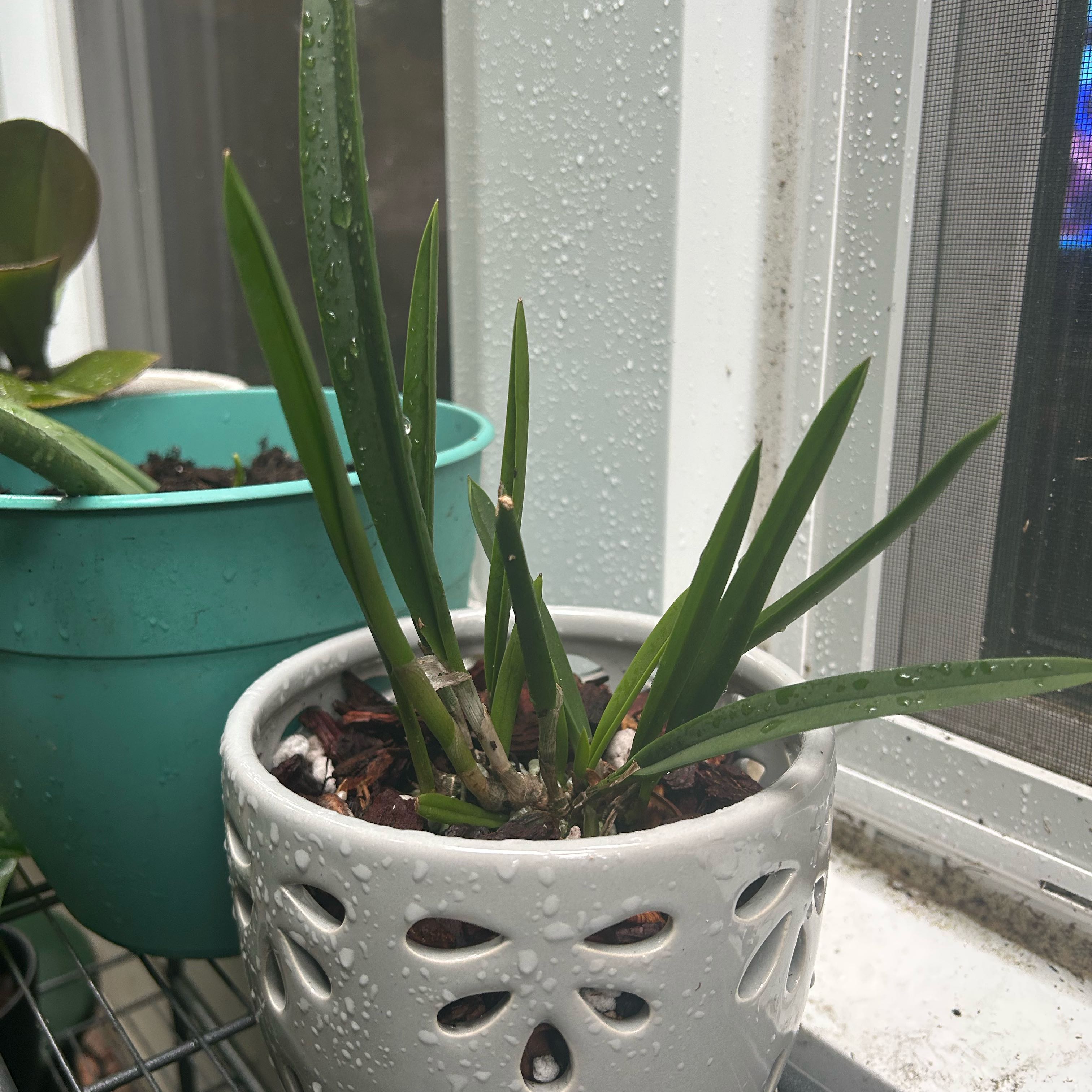Photo of the plant species Brassavola Orchid by @UrLocalPlantGuy named Yellow brassavola orchid on Greg, the plant care app