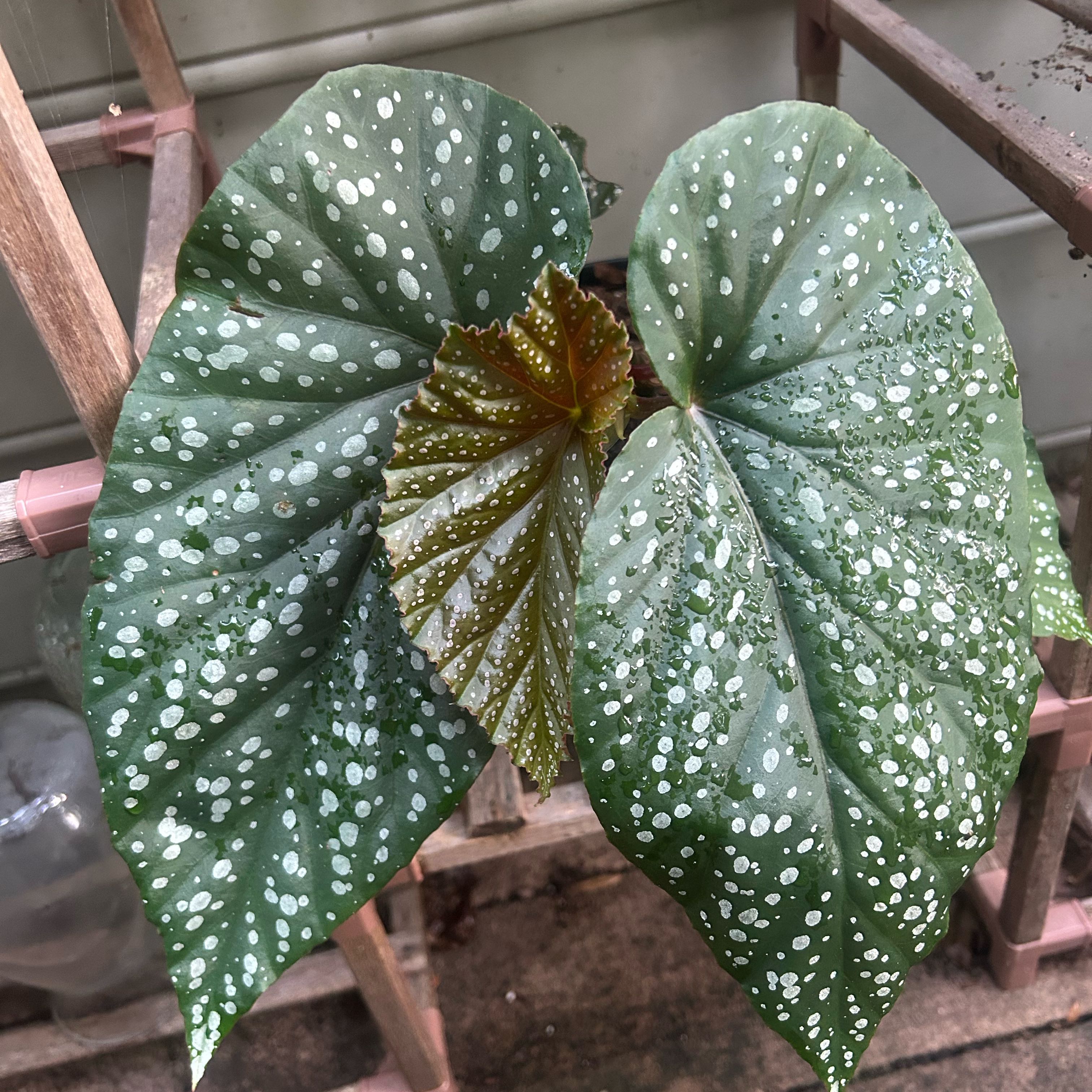 Photo of the plant species Begonia luxurians var. sampaioana by @UrLocalPlantGuy named Gates on Greg, the plant care app