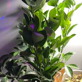 Photo of the plant species calamondin tree by @SportyWildtea15 named Figyonce on Greg, the plant care app