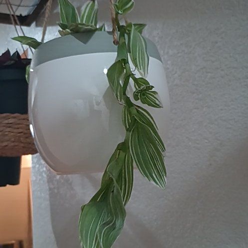 Photo of the plant species Tradescantia 'Sanna' by @amnddgr named Drake on Greg, the plant care app