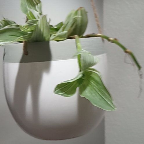 Photo of the plant species Tradescantia 'Sanna' by @amnddgr named Orlando Bloom on Greg, the plant care app
