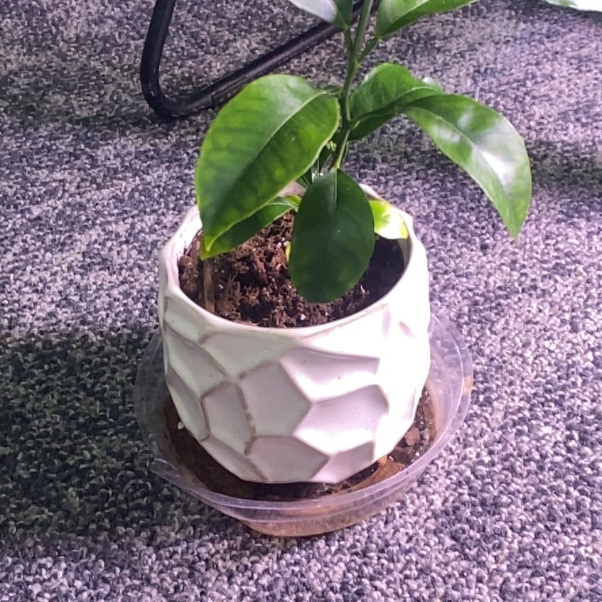 Photo of the plant species Sour Orange by @TryMatgrass47 named Aristotle on Greg, the plant care app