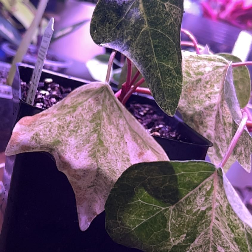 Photo of the plant species English Ivy variegated by @shawndacb named Lola on Greg, the plant care app