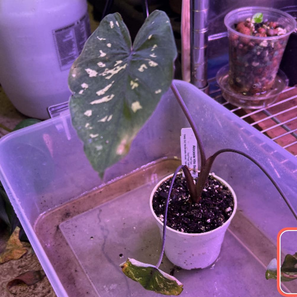 Photo of the plant species Hilo Beauty by @shawndacb named Foxxy on Greg, the plant care app