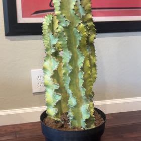 Photo of the plant species African Golden Candelabra by @RichBrownspeony named Harry on Greg, the plant care app