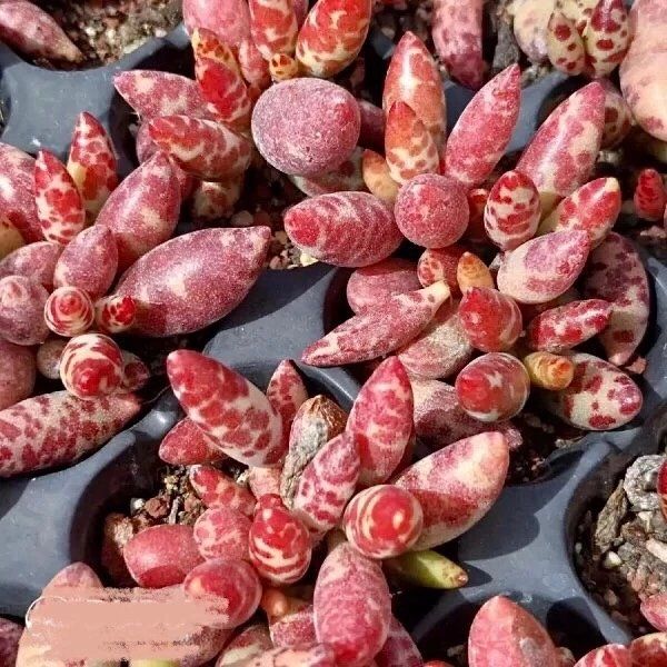 Photo of the plant species Adromichus Hemisphaericus by @GoodHappyplant named Deep small mature steam on Greg, the plant care app