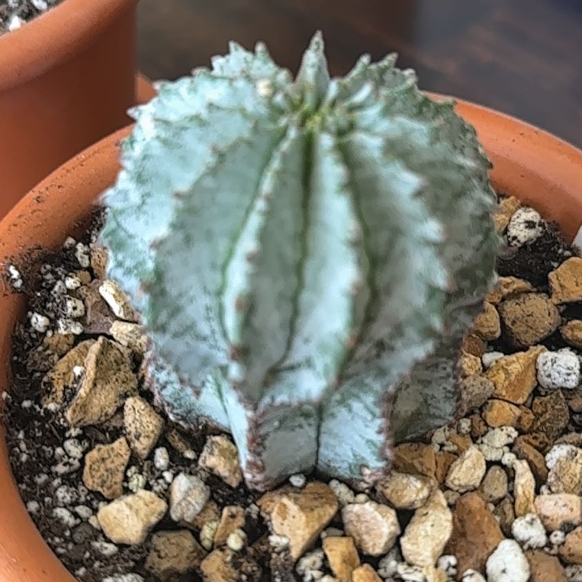 Photo of the plant species Snowflake Euphorbia by @PotentMaleberry named Nieve on Greg, the plant care app
