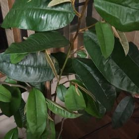 Photo of the plant species Red Star Apple by @SirRadish95 named Vua Sua on Greg, the plant care app