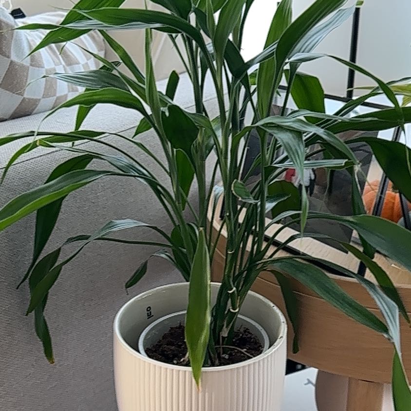 Photo of the plant species Rohdea japonica by @PoeticDamascisa named Plant Won Mui on Greg, the plant care app