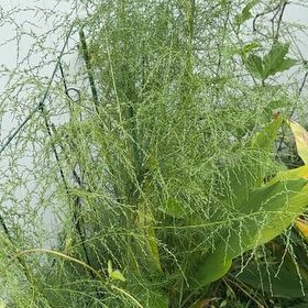 Photo of the plant species Dog Fennel by @SmartAnahaw96 named Austen on Greg, the plant care app