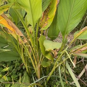 Photo of the plant species Cigar Plant by @SmartAnahaw96 named Spike Leaves on Greg, the plant care app