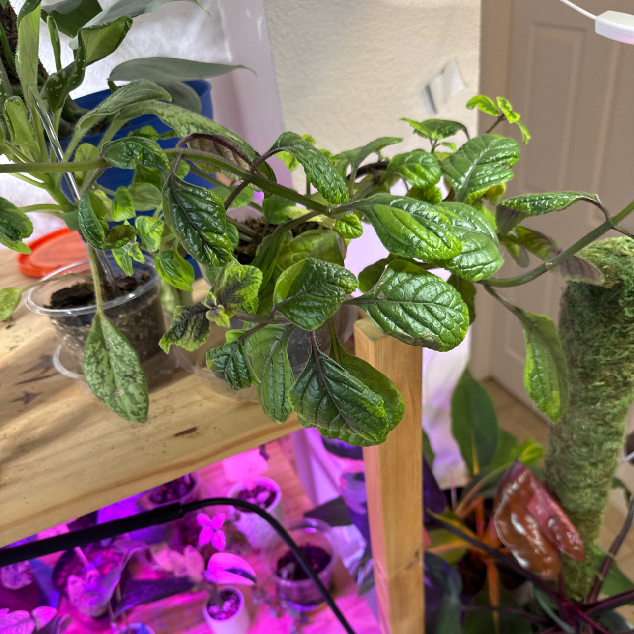 Photo of the plant species Swedish Ivy by @Petalpusher named Avocado on Greg, the plant care app