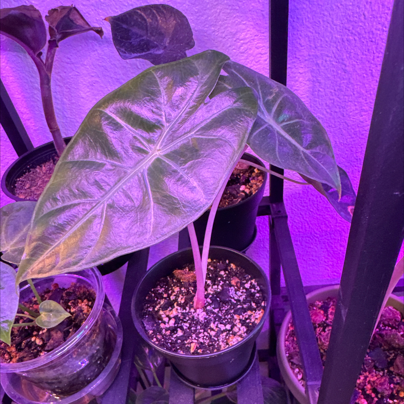 Photo of the plant species Pink Dragon by @Petalpusher named Parfait on Greg, the plant care app