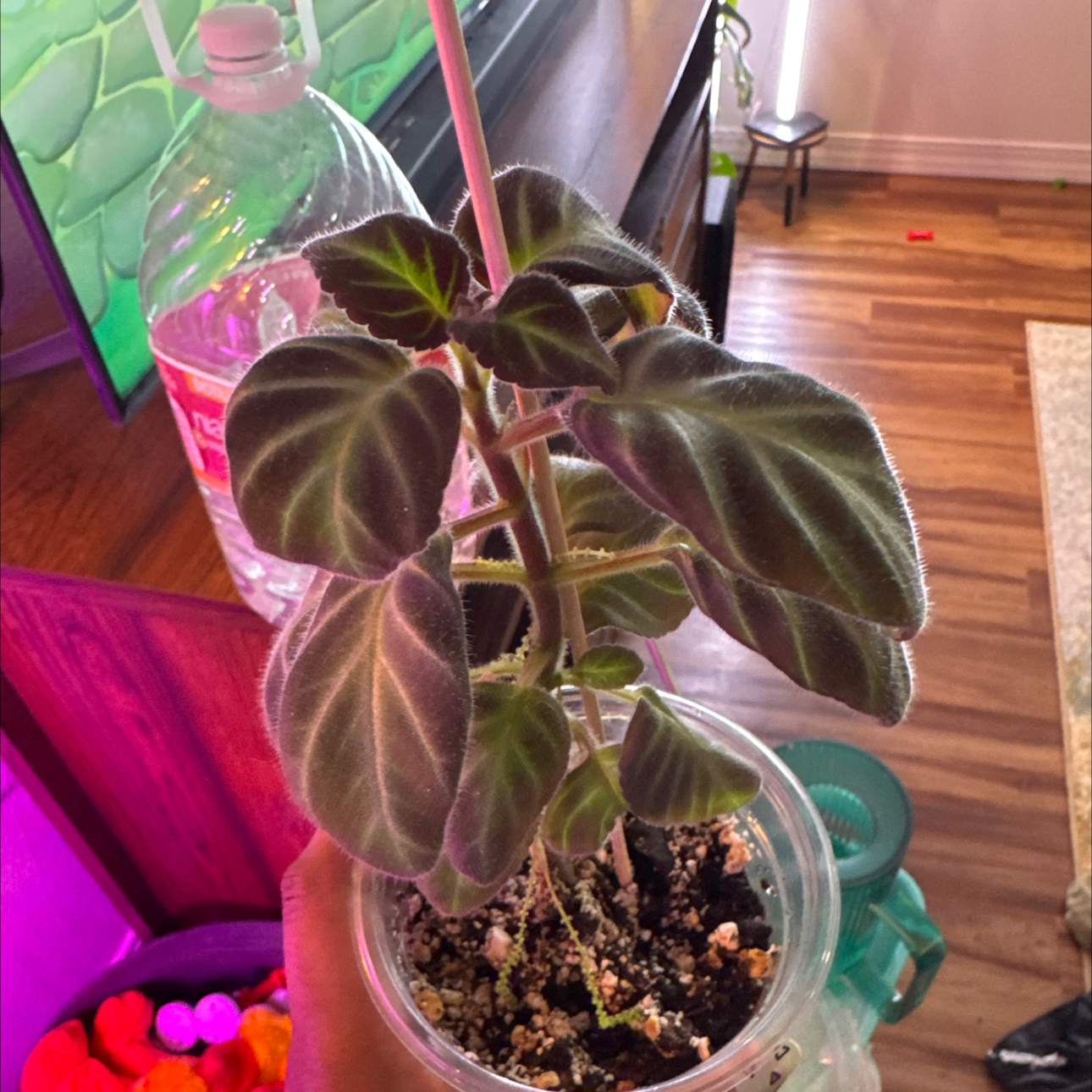 Photo of the plant species Tree Gloxinia by @Petalpusher named Beckham on Greg, the plant care app