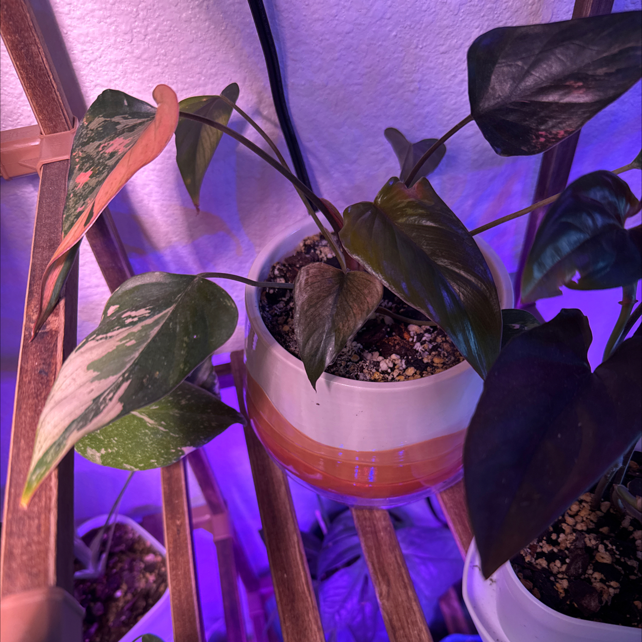 Photo of the plant species Homalomena Pink Diamond by @Petalpusher named Diamond on Greg, the plant care app