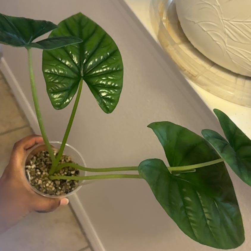 Photo of the plant species Alocasia Dark Miri by @Petalpusher named Bodhi on Greg, the plant care app
