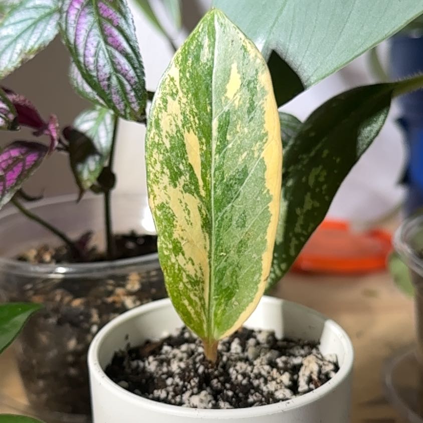 Photo of the plant species ZZ Plant Variegated by @Petalpusher named Xena on Greg, the plant care app