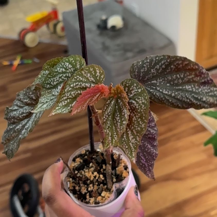 Photo of the plant species Polka Dot Begonia by @Petalpusher named Miley on Greg, the plant care app