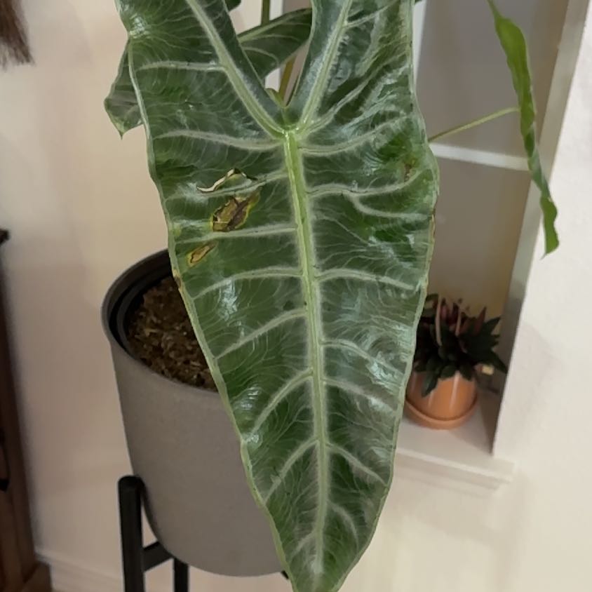 Photo of the plant species Alocasia Longiloba Silver by @Petalpusher named Sterling on Greg, the plant care app
