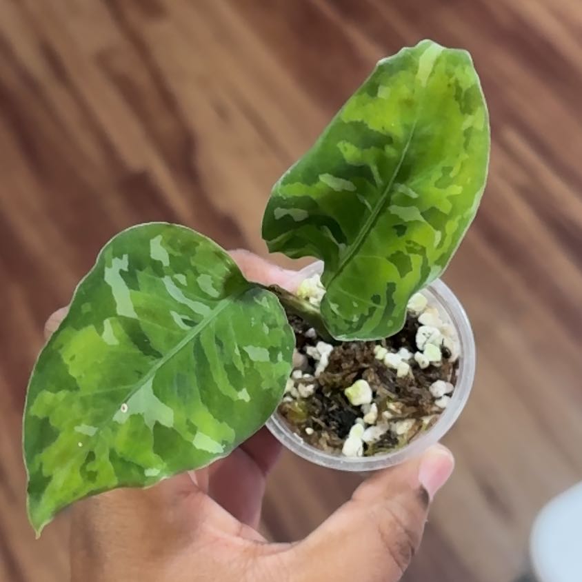 Photo of the plant species Anglaonema Tricolor by @Petalpusher named Stella on Greg, the plant care app