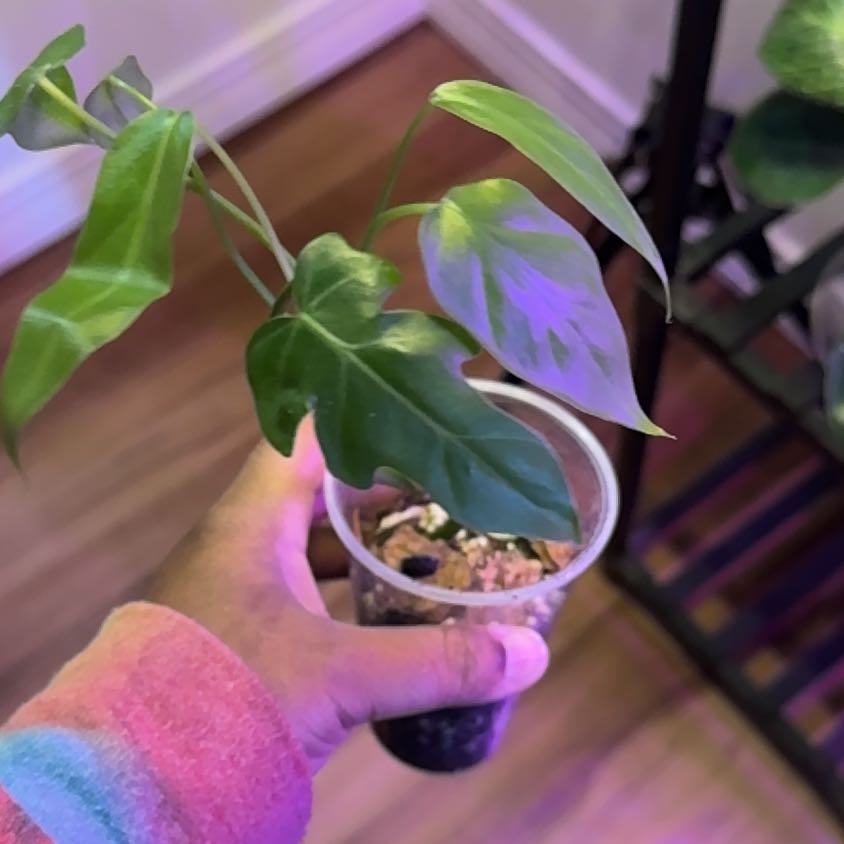 Photo of the plant species Philadendron Radiatum by @Petalpusher named Blade on Greg, the plant care app