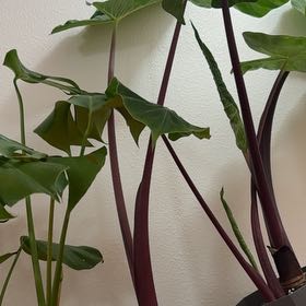 Photo of the plant species Red Imperial by @Petalpusher named Barron on Greg, the plant care app