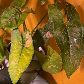 Photo of the plant species Pink Flecked Syngonium by @Petalpusher named Kobe on Greg, the plant care app