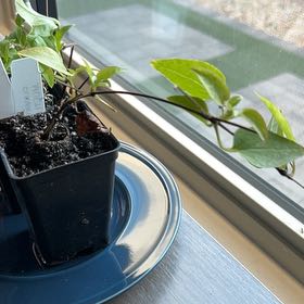 Photo of the plant species Multi-Blue Clematis by @AceZinnia9 named Scarlett on Greg, the plant care app