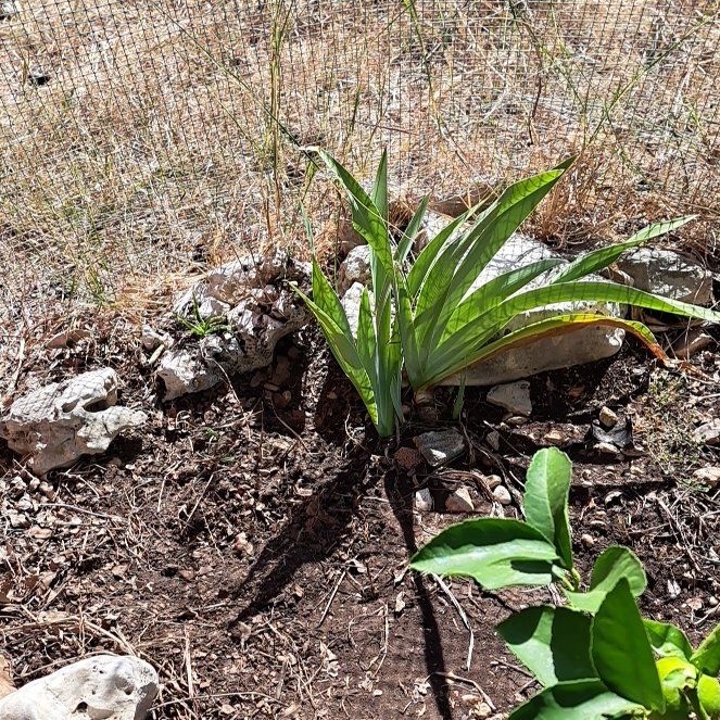 Photo of the plant species German Iris by @ConfederateRose named Queen on Greg, the plant care app