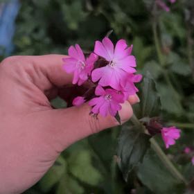 Photo of the plant species Red Campion by Leah named Gobi on Greg, the plant care app