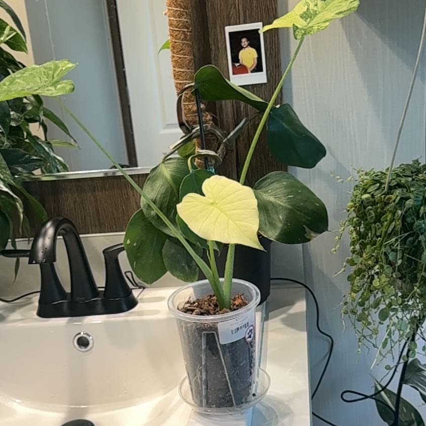 Photo of the plant species Dawn by @VipSilverarrows named La niña 👧 on Greg, the plant care app