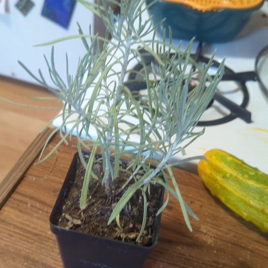 Photo of the plant species silver mound by @GenteelChaya named Oscar on Greg, the plant care app